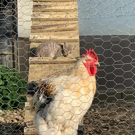 Daire Bauernhof - Auszeit Mal Anders Seckach