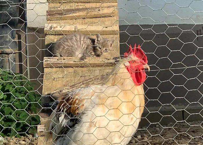 아파트 Bauernhof - Auszeit Mal Anders Seckach